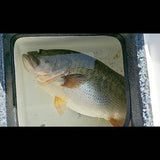 13" Hiro Trout (discontinued)