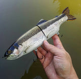 11" Hiro trout