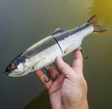 11" Hiro trout (Pre-Order)